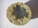 Schwammhälfte Carpospongia globosa (5,5 cm)