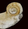 Schnecke Raphistoma sp.