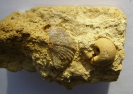 Brachiopode Platystrophia dentata