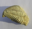Trilobit Toxochasmops maximus