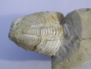 Trilobit Toxochasmops maximus (6 cm)
