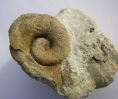 Schnecke Maclurites neritoides