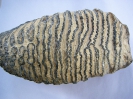 Mammuthus primigenius (Kaufläche)