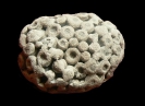 Koralle Entelophyllum articulatum (Wahlenberg, 1821)