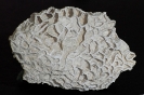 Koralle Catenipora quadrata (Fischer-Benzon, 1871)