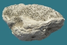 Koralle Syringopora bifurcata (Londsdale, 1839)