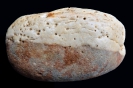 Ichnofossil Polykladichnus aragonensis 