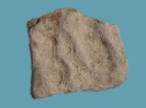 Spurenfossil Helminthoidichnites tenuis FITCH, 1850