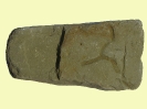 Spurenfossil Thalassinoides isp.