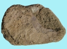 Spurenfossil Trypanites isp.