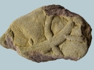 Spurenfossil Thalassinoides isp.