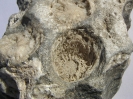 Rugose Koralle (Corallit 15 mm Dm)