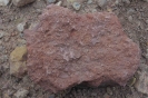 Stromatolith Sandstein