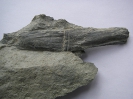 Schachtelhalm Equisetites sp.