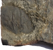 Zizyphoides flabellum