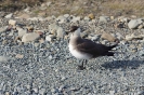 Kleine Raubmöwe (Skua)