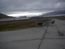 Rentiere in Pyramiden
