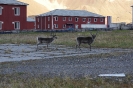 Rentiere in Pyramiden