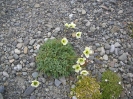 Svalbard Mohn an der Grube 7