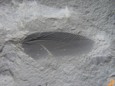 Archimesoblatta sp. ( 2,5 cm)