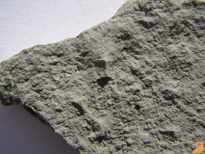 Steinsalz-Pseudomorhposen im Kalkstein