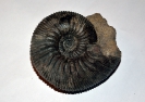 Kepplerites-gowerianus