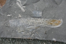 Schuppenbaum-Fruchtstand Lepidostrobus
