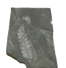 Samenfarn Neuropteris ovata