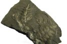 Samenfarn Neuropteris ovata