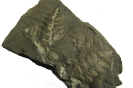 Pflanzliche Fossilien