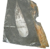 Samenfarn Macroneuropteris scheuchzeri
