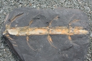 Pflanzliche Fossilien