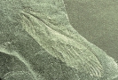 Insekt Osnogerarus trecwithiensis