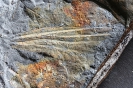 Urlibelle Piesbergtupus hielscheri
