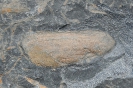 Tierische Fossilien