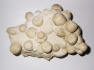 Conolus subrotundus
