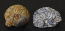 Ammonit Goniatites crenistria