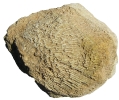 Koralle Syringopora aff. ramulosa 
