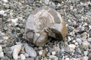 Stromatolith (30 cm Dm x 40 cm)