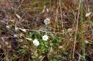 Landschaft, Pflanzen und Tiere