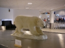 Eisbär im Flughafengebäude